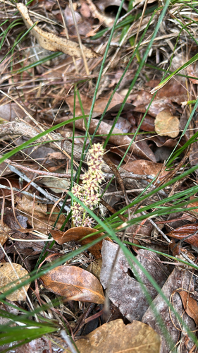Lomandra confertifolia observed 2026-09-12