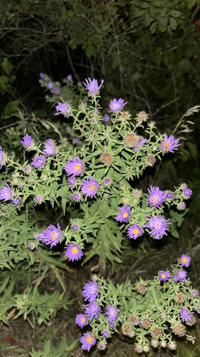 New England aster