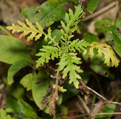 Senecio bipinnatisectus