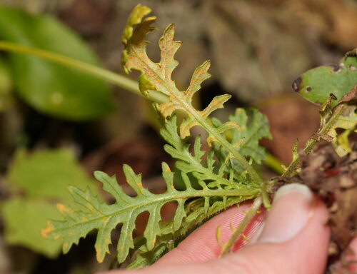Senecio bipinnatisectus, photograph 1