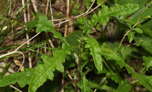 Senecio hispidulus, photograph 3