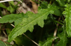 Senecio hispidulus, photograph (c) William Harland, some rights reserved (CC BY)