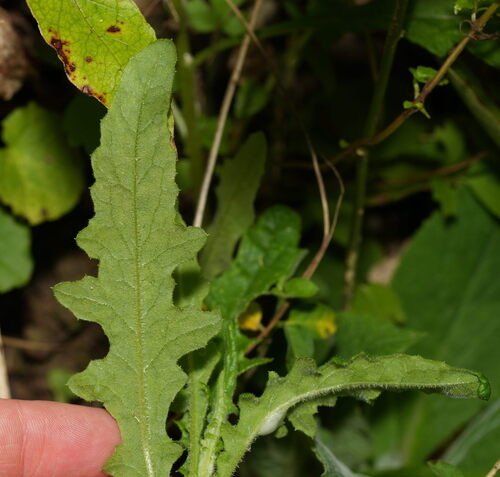 Senecio hispidulus, photograph 5