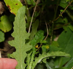 Senecio hispidulus, photograph (c) William Harland, some rights reserved (CC BY)