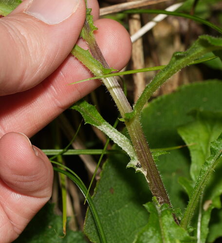 Senecio hispidulus, photograph 6