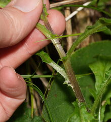 Senecio hispidulus, photograph (c) William Harland, some rights reserved (CC BY)