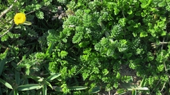 Cotula discolor