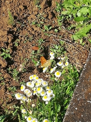 Argynnis hyperbius