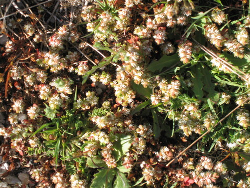 Illecebrum verticillatum, photograph 2