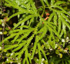 Lycopodium volubile, photograph (c) William Harland, some rights reserved (CC BY)