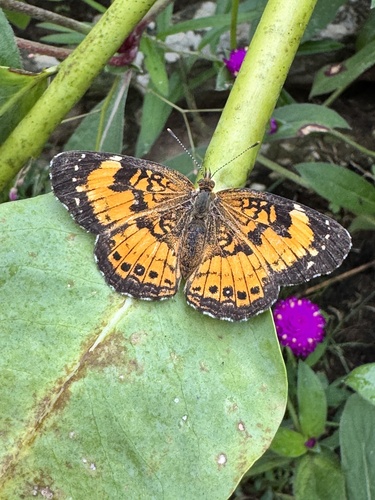 Silvery Checkerspot