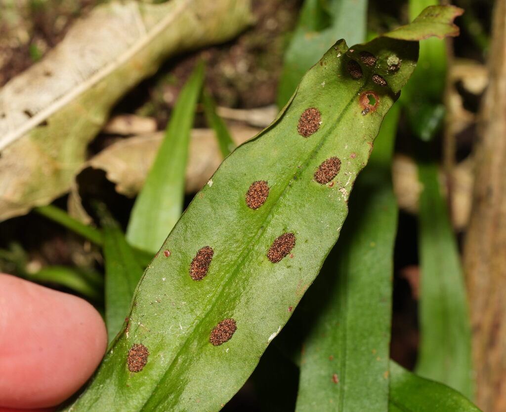 Loxogramme dictyopteris; photograph (c) William Harland, some rights reserved (CC BY)