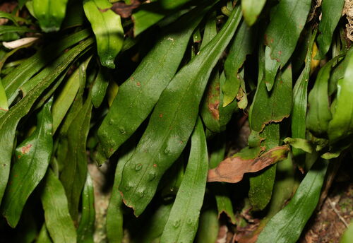 Loxogramme dictyopteris, photograph 2