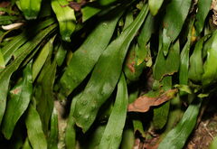 (c) William Harland, some rights reserved (CC BY) Loxogramme dictyopteris, photograph (c) William Harland, some rights reserved (CC BY)