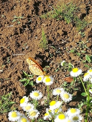 Argynnis hyperbius