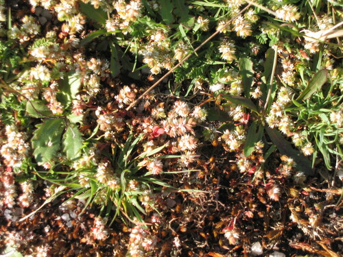 Illecebrum verticillatum