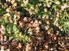 Illecebrum verticillatum