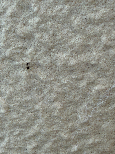 Longhorn Crazy Ant