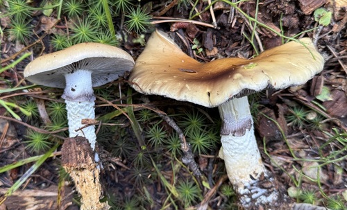 Conifer roundhead