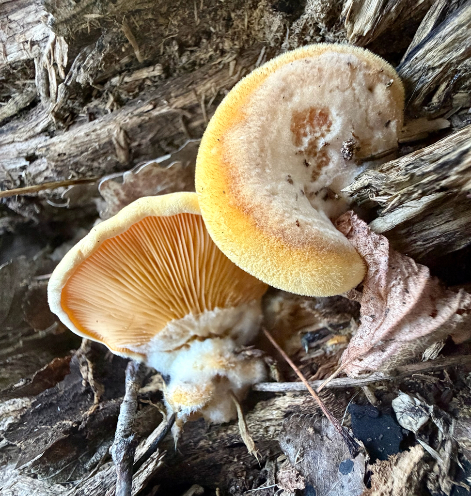 Stinking Orange Oyster · September 2026 · photo: Photo: (c) sofi v, some rights reserved (CC BY) · iNaturalist