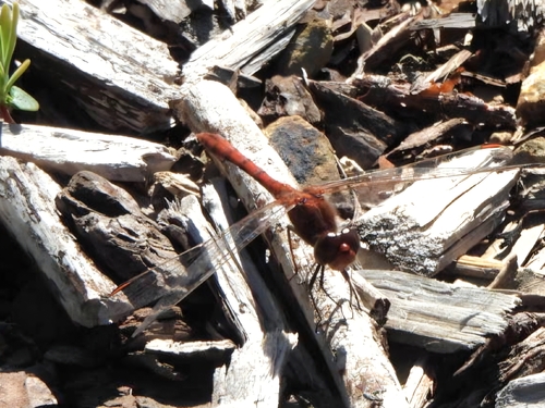 Wandering Percher