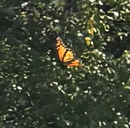 Monarch