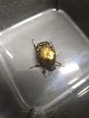 Cetonia aurata