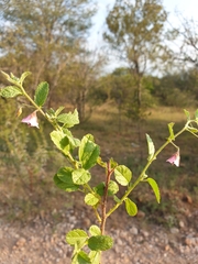 Hermannia boraginiflora