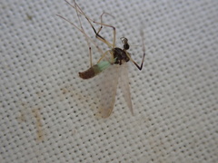 Chironomidae