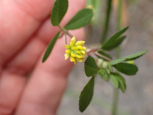 Trifolium dubium, photograph 6