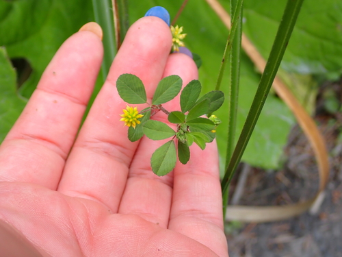 Trifolium dubium, photograph 5