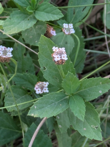 Phyla lanceolata, photograph 6