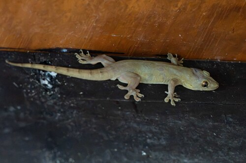 Gehyra oceanica observed 2026-09-12
