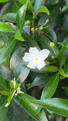 Tabernaemontana divaricata