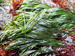 Phyllospadix scouleri, photograph author not stated, no rights reserved