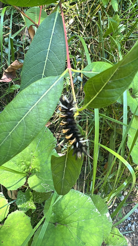 Milkweed Tussock Moth