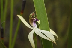 Praecoxanthus aphyllus