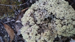 Pulchrocladia retipora