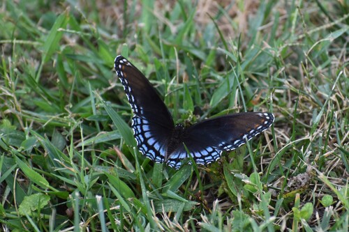 Red-spotted Admiral