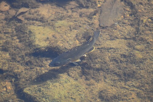 Green Sunfish