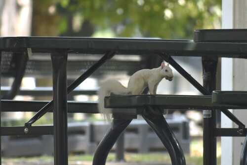 Eastern Gray Squirrel