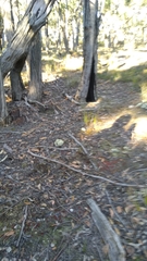 Pulchrocladia retipora