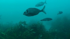 Nemadactylus macropterus