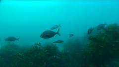 Nemadactylus macropterus