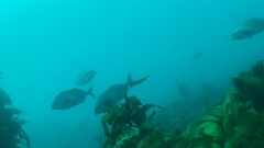 Latridopsis ciliaris