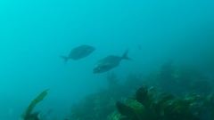 Latridopsis ciliaris