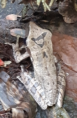 Polypedates leucomystax