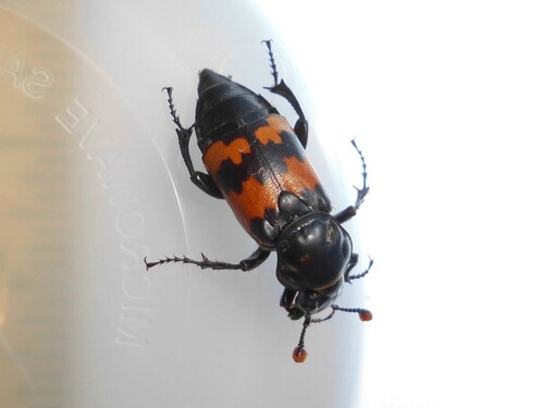 Margined Burying Beetle