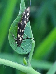 Eretmocera impactella