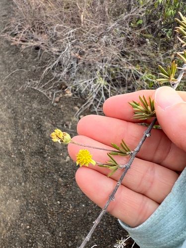 Trigonopterum laricifolium observed 2026-09-11